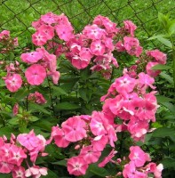 /album/phlox/phlox-lizzy-jpg1/